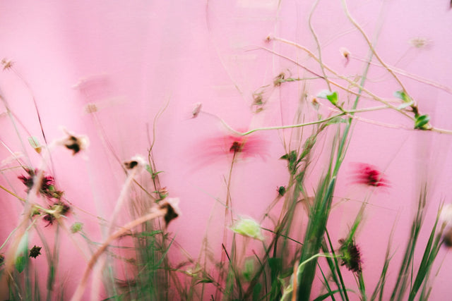 Image 280028643603 Ligusterhaag aanplanten: zo lukt het zeker