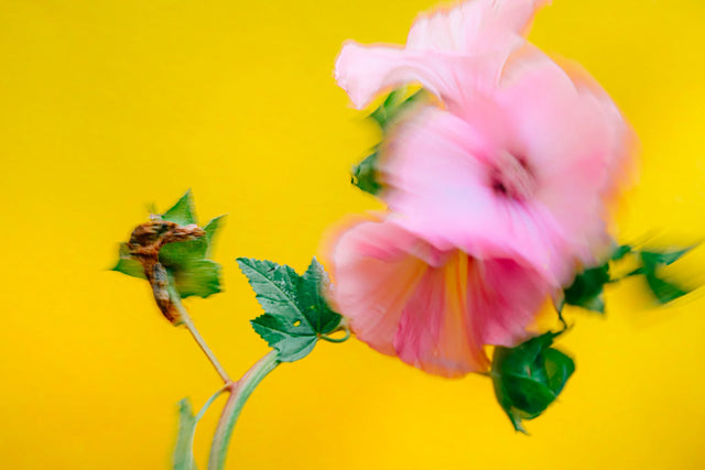 Image 280028676371 Portugese laurier aanplanten: zo doe je dat