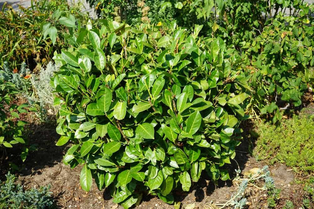 Image 389612798325 Laurierhaag planten in 6 stappen