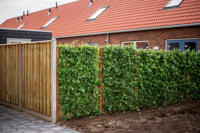 Image 280572756243 Privacy in je tuin: zo ga je van glurende buren naar groene muren