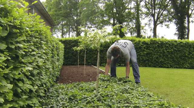 Image 279804248339 De juiste hoeveelheid plantenmatten met bodembedekkers kiezen