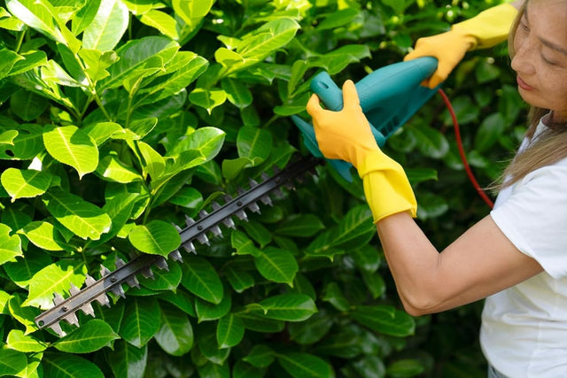 Image 391508361589 Beukenhaag onderhoud: een complete gids