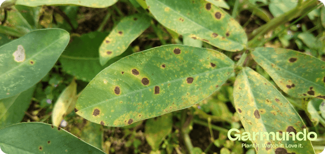 Image 389924258165 Beukenhaag ziek: 10 ziektes, symptomen en oplossingen