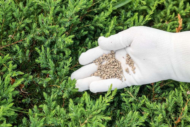 Image 390507135349 Coniferenhaag bemesten: de juiste voeding voor optimale groei