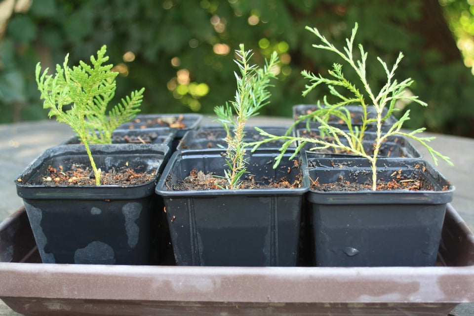 Juist coniferen stekken in 7 stappen Juist coniferen stekken in 7 stappen