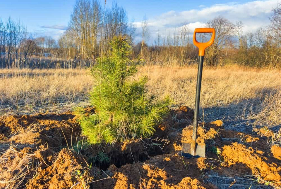 Zelf coniferen verplaatsen in 5 stappen Zelf coniferen verplaatsen in 5 stappen