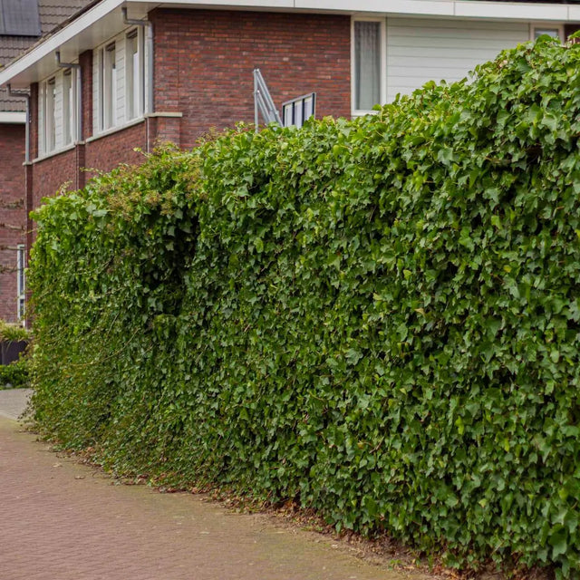 Image 279802315027 De ideale plantafstand voor klimop