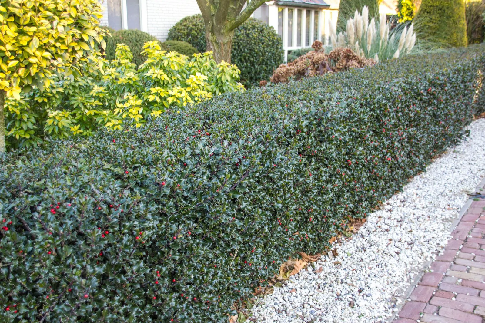 De beste lage hagen De beste lage hagen