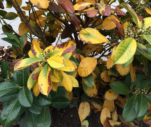 Image 388590141813 Gele bladeren bij laurier: oorzaken en oplossingen