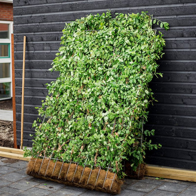 Image 279803494675 Grote kant-en-klaar hagen kopen