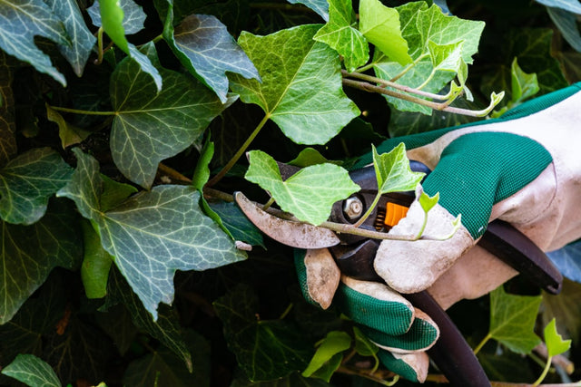 Image 279810507027 Hedera snel laten groeien, zo doe je dat