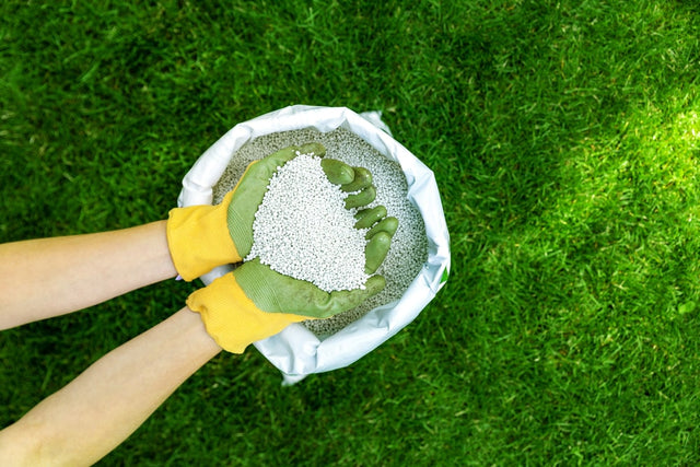 Image 391076512117 Taxus bemesten: de juiste voeding voor optimale groei