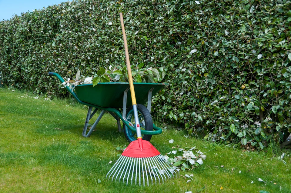 Hoe verzorg je de Olijfwilg? Hoe verzorg je de Olijfwilg?