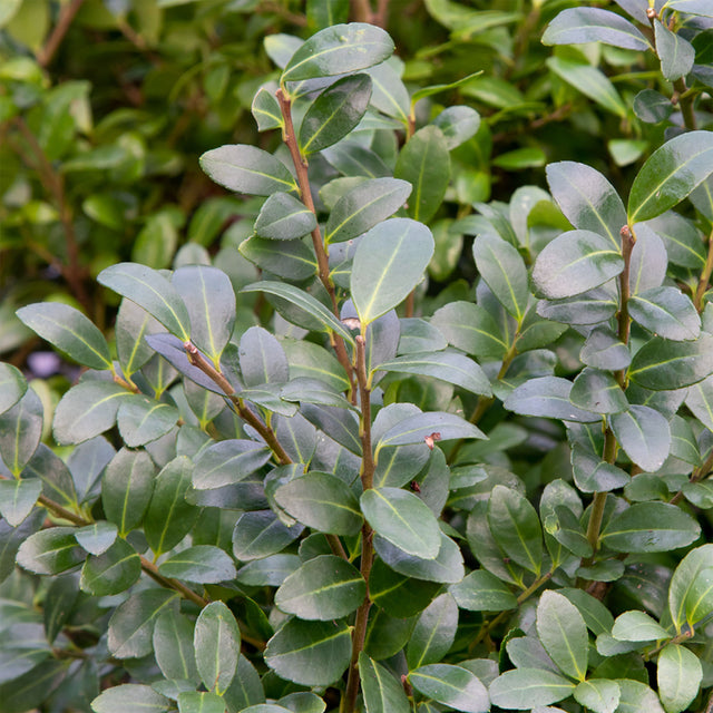 Image 279803527443 4 goede Buxus vervangers voor uw tuin