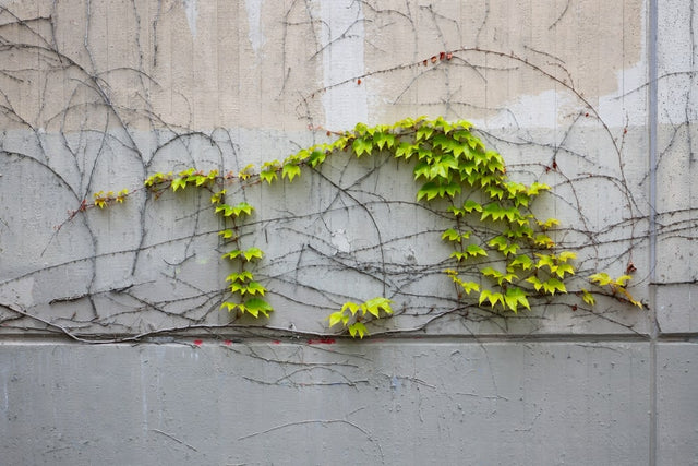 Image 279805559059 Klimop resten verwijderen: 5 tips