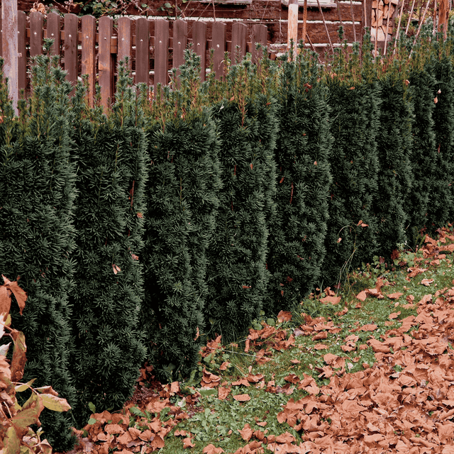 Image 391077593461 Soorten Taxus: 5 soorten uitgelicht