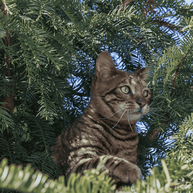 Image 391097155957 Is de Taxus giftig? Alles wat je moet weten