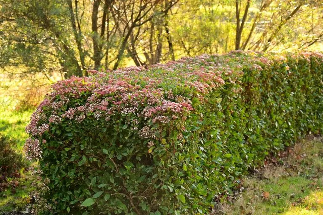 Image 280575050003 Viburnum tinus snoeien: alle tips op rij