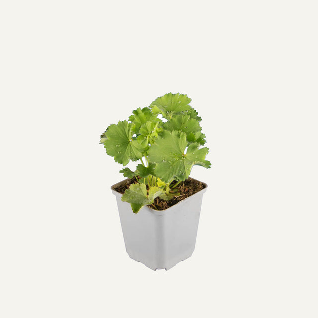 Bodembedekkers in pot Bodembedekkers in pot