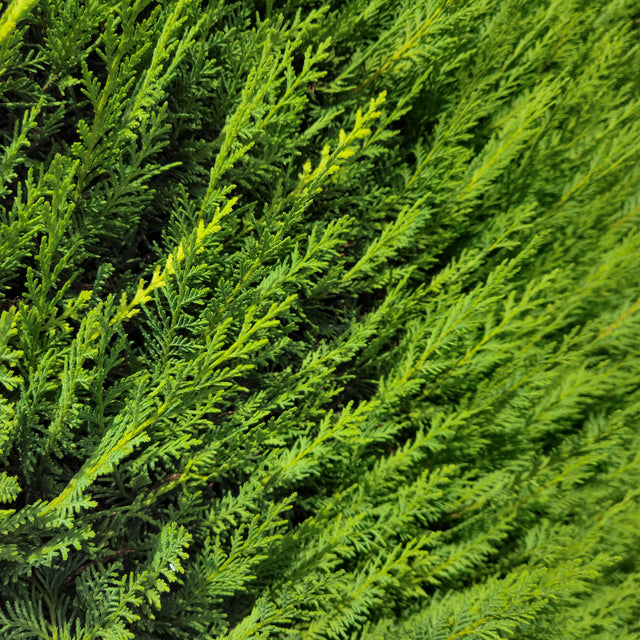 Groene leylandii Groene leylandii