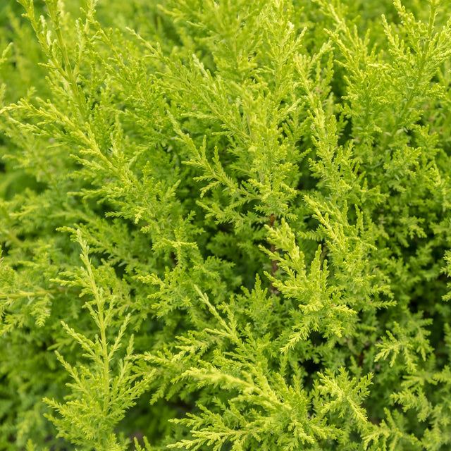 Gele leylandii Gele leylandii