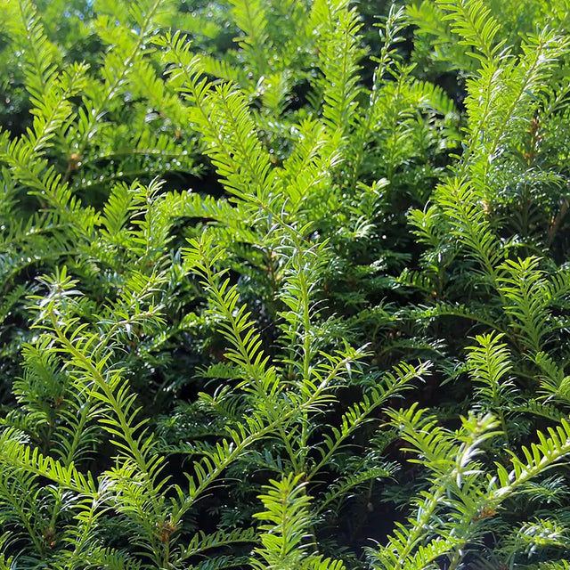 Taxus baccata Taxus baccata
