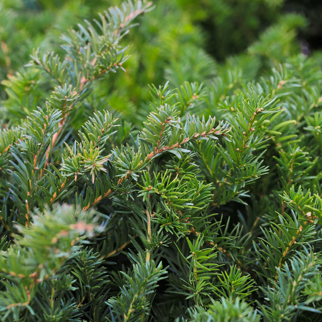 Taxus Hillii Taxus Hillii