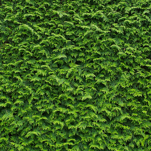 Thuja Brabant Thuja Brabant