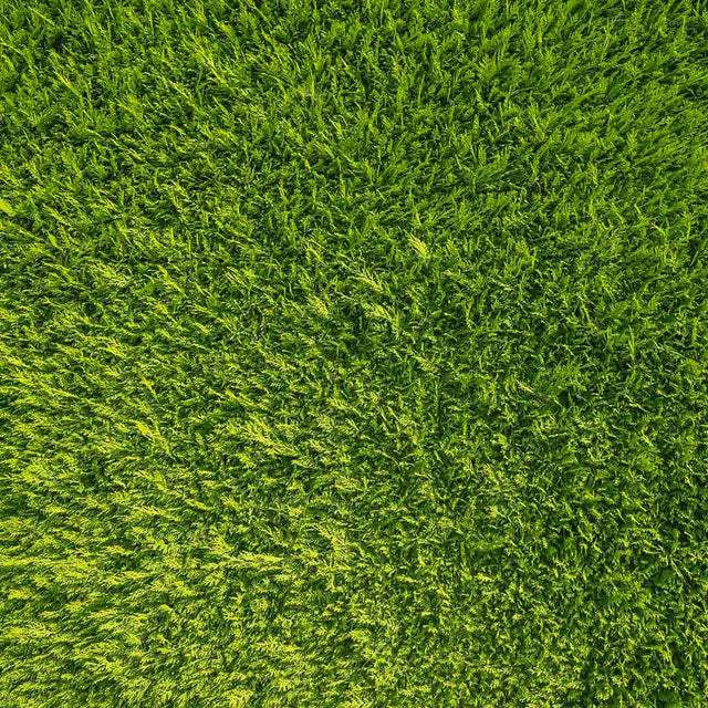 Thuja Atrovirens Thuja Atrovirens