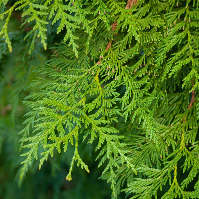 Thuja Excelsa Thuja Excelsa