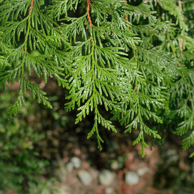 Thuja Martin Thuja Martin