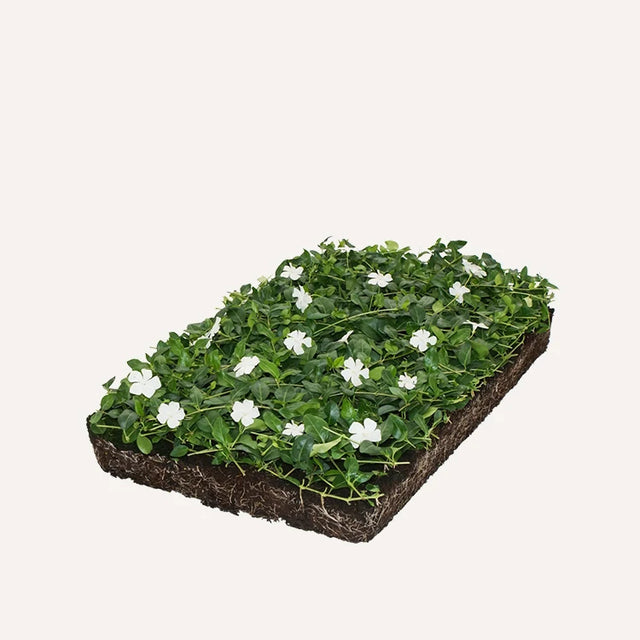 Bodembedekker plantmatten Bodembedekker plantmatten