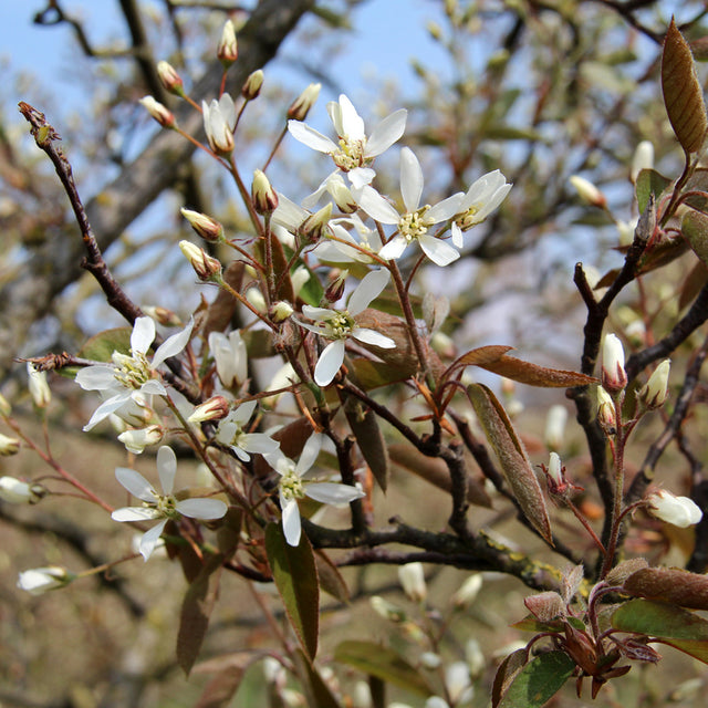 Krentenboom Krentenboom