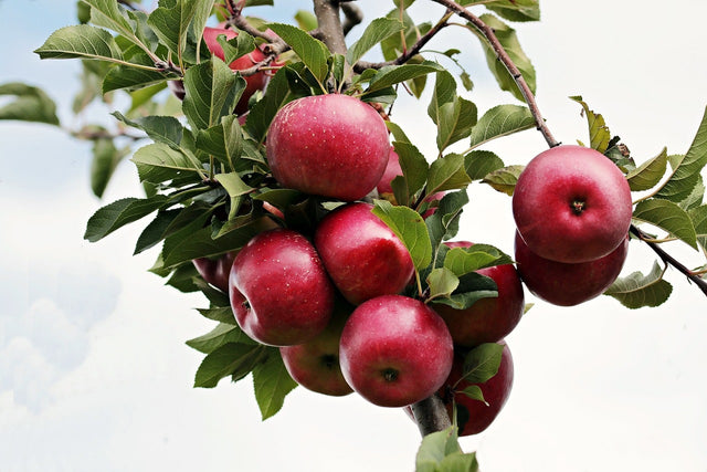 Appelbomen Appelbomen