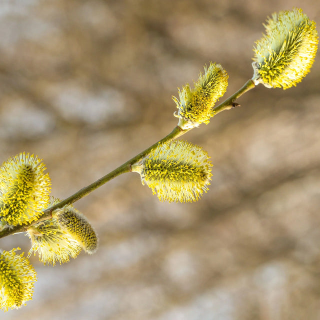 Geoorde wilg Geoorde wilg