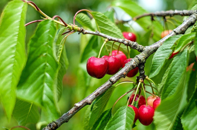 Kersenbomen Kersenbomen