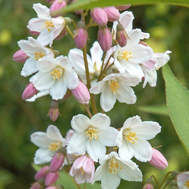 Bruidsbloem Bruidsbloem