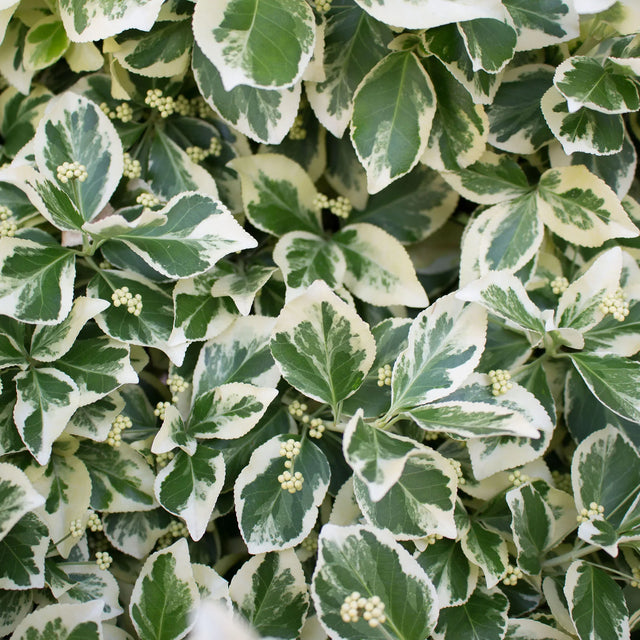 Kardinaalsmuts Emerald ’n Gaiety Kardinaalsmuts Emerald ’n Gaiety