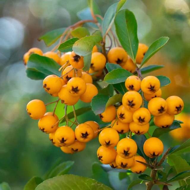 Goudoranje vuurdoorn Goudoranje vuurdoorn