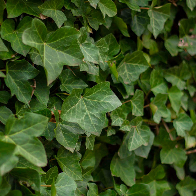 Grootbladige klimop Grootbladige klimop