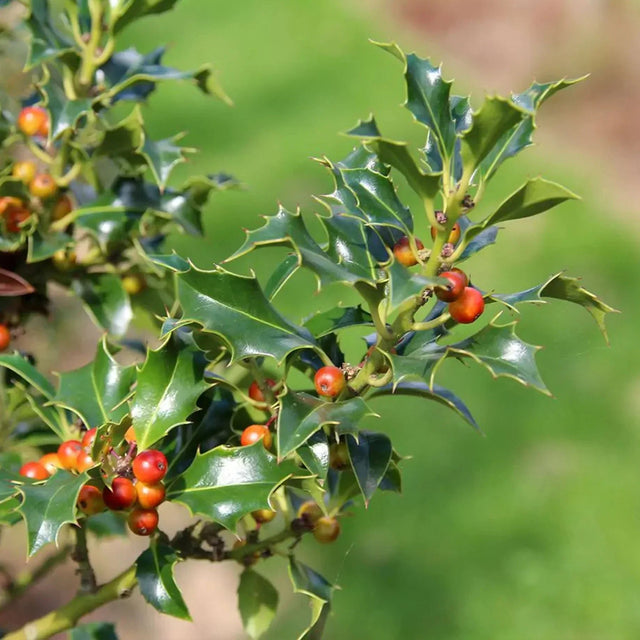 Hulst Alaska Hulst Alaska