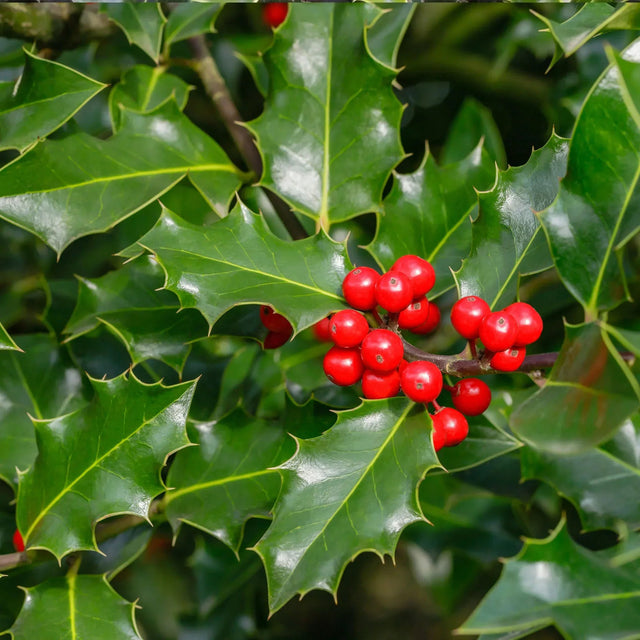 Gewone hulst Gewone hulst