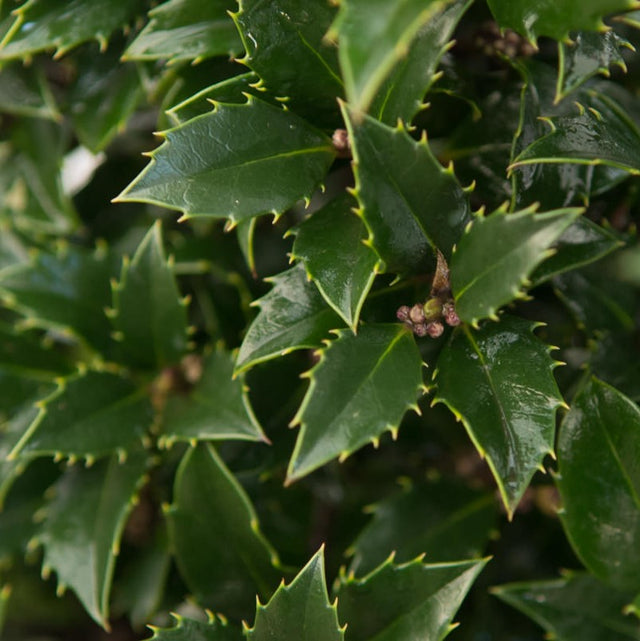 Hulst Heckenpracht Hulst Heckenpracht