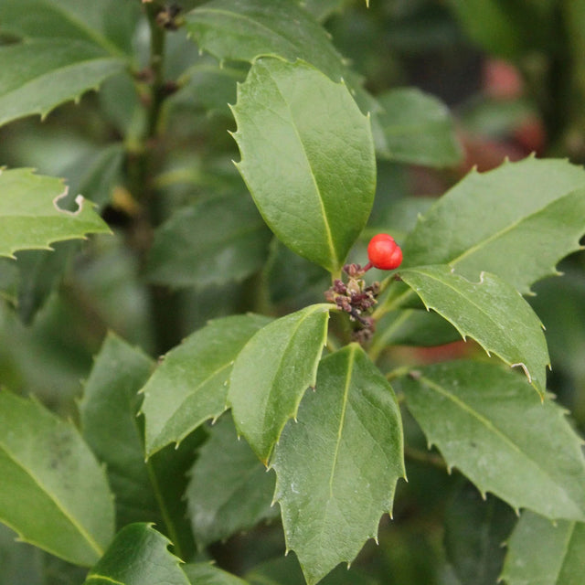 Hulst Heckenfee Hulst Heckenfee