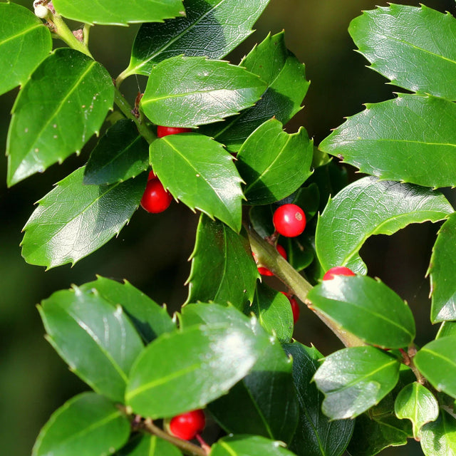 Hulst Blue Maid Hulst Blue Maid