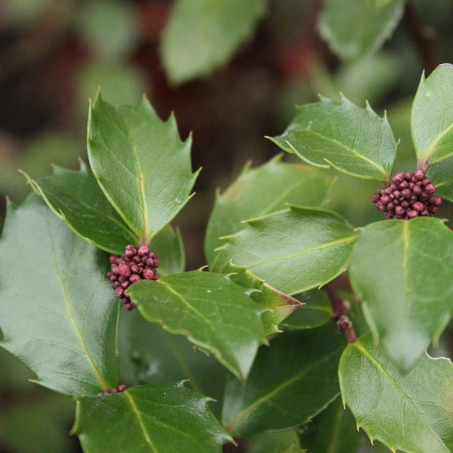 Hulst Blue Prince Hulst Blue Prince