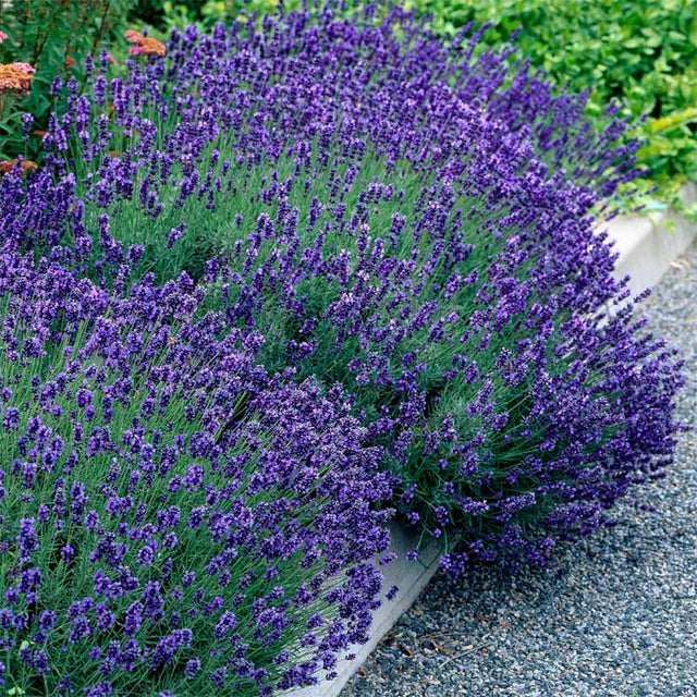 Vaste planten pakketten Vaste planten pakketten