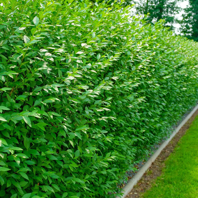 Groenblijvende liguster Groenblijvende liguster