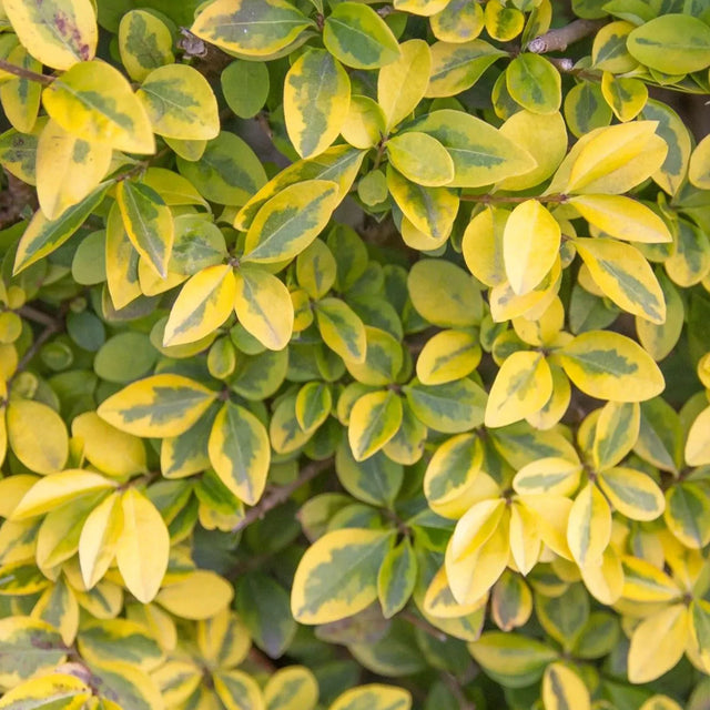 Bonte haagliguster Bonte haagliguster