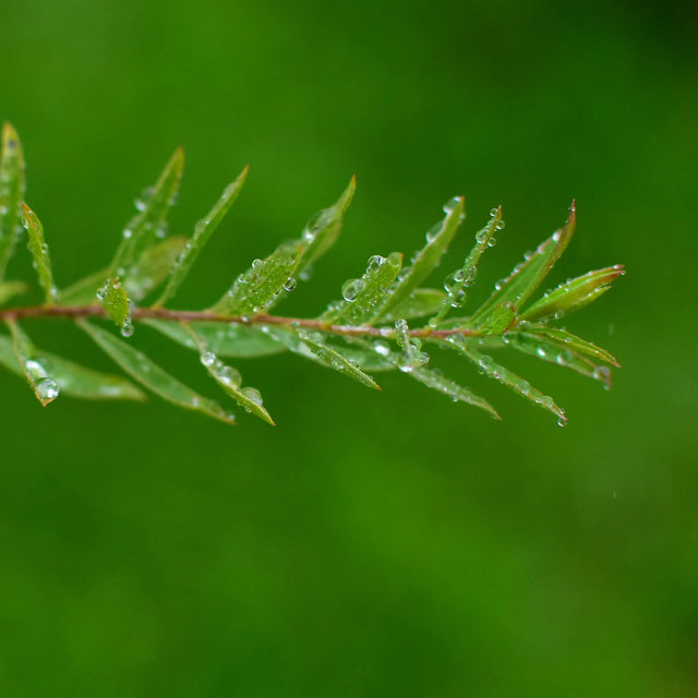 Bittere wilg Bittere wilg